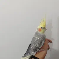 عروس هلندی