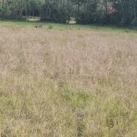 فروش زمین باغی|فروش زمین و ملک کلنگی|فومن, |دیوار