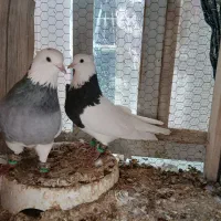 دو جفت کبوتر