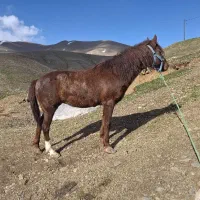 معاوضه با قاطر