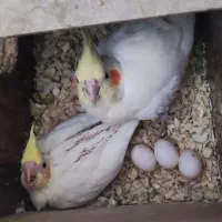 عروس  هلندی مولد