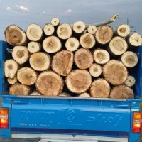 خریدار درخت و چوب