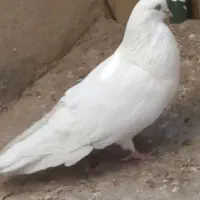 کبوتر سفید شصت زده