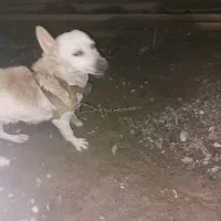 سگ پاکوتاه|سگ|گنبد کاووس, |دیوار