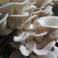 خدمات پرورش قارچ|خدمات آموزشی|ارومیه, |دیوار