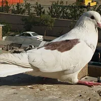 کبوتر پرشی