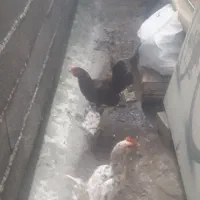 خروس اوشامو نژاد عالی