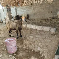 میش