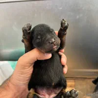 روتوایلر گرید A اصیل به ضمانت|سگ|تهران, زرگنده|دیوار