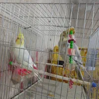 عروس هلندی|پرنده|محمدبار, |دیوار