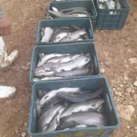 فروش ماهی قزل الا.|ماهی|نورآباد ممسنی, |دیوار