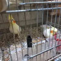 فروش عروس هلندی بالغ و جفت مولد