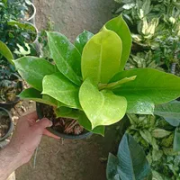 گل اپارتمانی