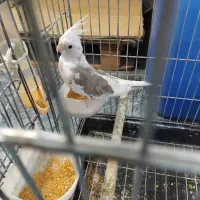 ماده آلبینو دوکت