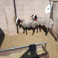 ۵راس شیشک میش شال اصل|حیوانات مزرعه|مرودشت, تخت جمشید|دیوار