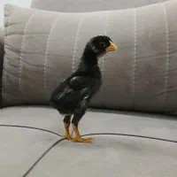 جوجه لاری|حیوانات مزرعه|سیمین شهر, |دیوار