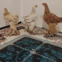 3تا جوجه برهما