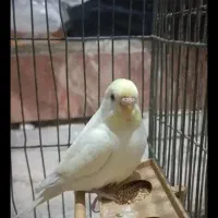 مرغ عشق هلندی