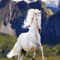 جذب ثروت عشق معشوق