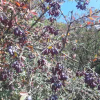 آب زرشک کوهی|خوردنی و آشامیدنی|منجیل, |دیوار