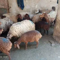 حیوانات مزرعه