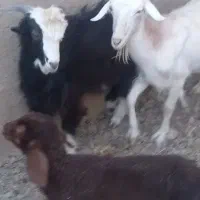 بز و بزغاله