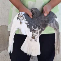 کفتر شهری ماده راست قهوه ای گلدار