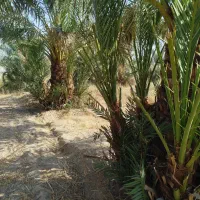 رامشیر روستای ازاده پاجوش برحی ستعمران خلاص نخل نر|خدمات باغبانی و درختکاری|رامشیر, |دیوار