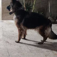 سگ ژرمن شولاین ماده