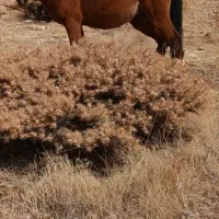 یک اسب به فروش میرسد|اسب و تجهیزات اسبسواری|فلارد, |دیوار