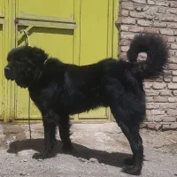 سگ سرابی نژاد قدیم