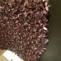 چمن مصنوعی و فنس چمنی|مصالح و تجهیزات ساختمان|قزوین, |دیوار