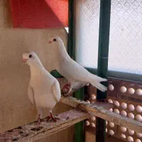 کبونروخروس نامبروان.. کود