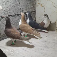 کفتر رنگه آلمانی فروشی