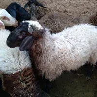 بره نر بومی