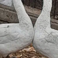 قوغاز نر و ماده