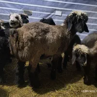 بره ماده داشتی