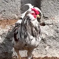 گلین لری  طوسی پنگوئنی خروس‌گلین