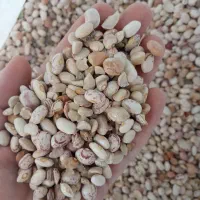 لوبیاچیتی|خوردنی و آشامیدنی|شیراز, شریف‌آباد|دیوار