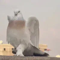 فروش لانه کبوتر