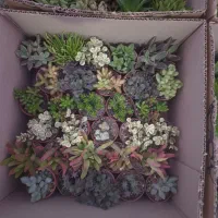 گل و ساکولنت، کاکتوس ، هدیه ،روز دختر ،دانش آموز|گل و گیاه طبیعی|مشهد, رسالت|دیوار