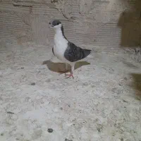 کفتر کبوتر رنگی|پرنده|پاکدشت, پاکدشت (مامازند)|دیوار