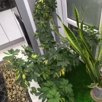 گل شفلرا
