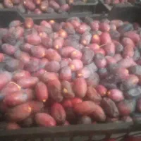 رطب تازه خنیزی