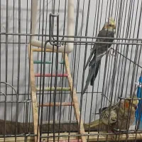 باسلام دوجفت عروس هلندی مولد 3تاجوجه دنخور|پرنده|شهریار, دهشاد پائین|دیوار