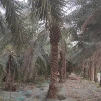 فروش ۳۰۰۰ متری|فروش دفتر صنعتی، کشاورزی، تجاری|کهنوج, |دیوار