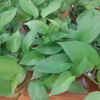 گل پتوس|گل و گیاه طبیعی|پرند, فاز ۳|دیوار