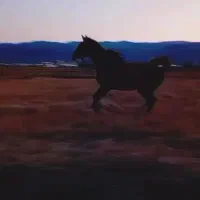 فروش اسب دره‌شوری دم گیر
