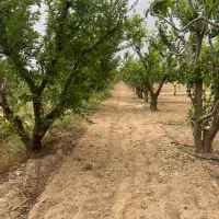 1800-متر-باغ-دور-دیوار
