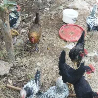 خروس|حیوانات مزرعه|زرند, |دیوار